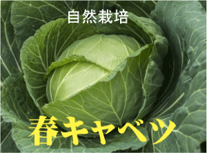 キャベツ 農薬 食品の人気商品 通販 価格比較 価格 Com キャベツ 農薬 食品の人気商品 通販 価格比較 価格 Com