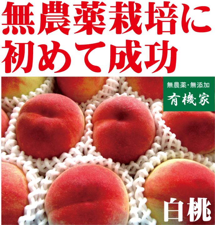 楽天市場】桃○白桃（白鳳・川中島）（和歌山県 田中農園）4Kg