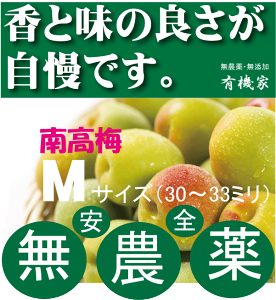 ひまわりさん専用紀州南高梅10キロ完全無農薬 南高梅 無農薬」の人気商品一覧 | 安い商品を通販サイトから探す