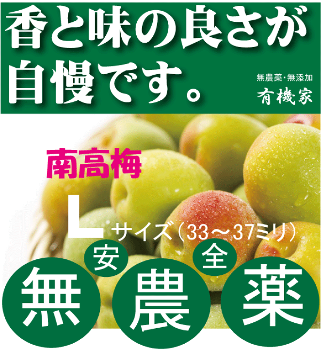 楽天市場】無農薬南高梅1kg梅干し用（王隠堂）○Lサイズ