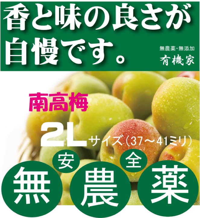 楽天市場】無農薬南高梅1kg梅干し用（王隠堂）○2Lサイズ☆予約受付