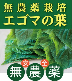 無農薬エゴマの葉 （10枚入）×1パック★クール冷蔵便★高知県高知市産★無農薬・無添加★えごま葉★荏胡麻の葉★形はシソの葉に似ていますが、香りは胡麻のような濃厚な感じです。炒め物、キムチ和え、焼肉巻きなどでご賞味ください。