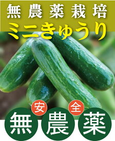 無農薬ミニきゅうり 250gP（約4本）★徳島県産★歯切れのよい食感で、ほんのり甘みがあります。