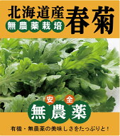 無農薬春菊1パック（約 150g）★無農薬・無添加★北海道産