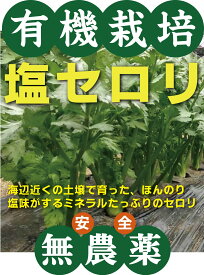有機 塩セロリ　1パック（約150〜180g）★有機JAS認証（無農薬・無添加）★沖縄県産★沖縄の海の近くの畑で、ミネラル豊富な沖縄独特の土壌で育つセロリは、少し塩の味がします。そんなミネラルたっぷりのセロリです。