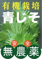 有機　青じそ(10枚入）×2パック★広島県産★有機JAS★香り高く柔らかい食感の、夏に欠かせない大葉が始…