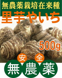 無農薬里芋（在来種やいち）500g×1パック★無農薬・無添加★神奈川県産：貴重な在来種です。