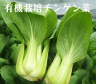 有機チンゲン菜（約200g：2〜3株入り）×1パック★有機JAS（無農薬・無添加）★山梨産