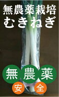 無農薬長ねぎ　剥き（むき）・葉切り300gパック（約2〜4本）★千葉産