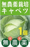 無農薬キャベツ1個★群馬産★無農薬・無添加