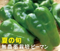 無農薬ピーマン 150g（3~5個）×1パック ★無農薬栽培・無添加★高知県産無農薬ピーマン ★紫外線ケアに…