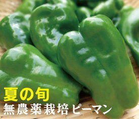 無農薬ピーマン 150g（3~5個）×1パック ★無農薬栽培・無添加★高知県産無農薬ピーマン ★紫外線ケアにビタミン補給