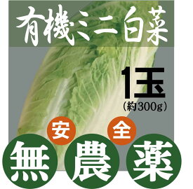 有機白菜　ミニ白菜　1玉★有機JAS認証（無農薬・無添加）★長崎県産