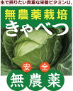 無農薬キャベツ1個★愛知県産★無農薬栽培・無添加★約800gぐらい