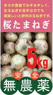 無農薬玉ねぎ　桜たまねぎ　5kg★水の子会（熊本県八代郡）（無農薬・無添加）