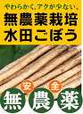 無農薬ごぼう　水田ごぼう200g×1パック★群馬県太田市産★無農薬・無添加★水田ごぼうは一般ごぼうより柔らかくアクが少ない。