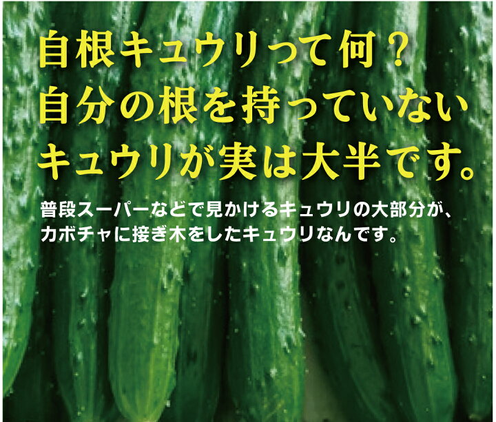 楽天市場 夏の旬無農薬きゅうり１パック ３本 無農薬栽培 無添加 自根きゅうり 群馬県産 有機家