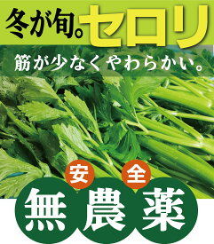無農薬セロリ1株（約850g）★無農薬栽培、愛知県産（無農薬・無添加）★夏のイメージのあるセロリが最もおいしいのは冬！★1株でかなりボリュームがあります。