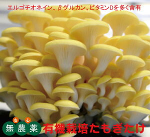 L@͔|70g×2pbNL@JASF؁i_EYjEŖsgpVYb̉h{fGS`IlCAOJAr^~D𑽂ܗL