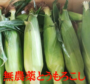 Ă̏{@_Ƃ낱4{QnY_EYiF킭킭R[@ Ȃ