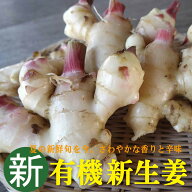 有機　新しょうが100g×1袋★高知産　新生姜★有機JAS・無添加
