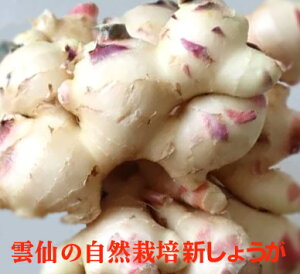 雲仙の自然栽培 新しょうが 100g×1袋★高知産 新生姜★有機JAS・無添加