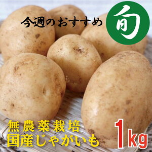 kC̗L@ႪƂ1kgEĂn̉ikCjL@JAS~ߏ