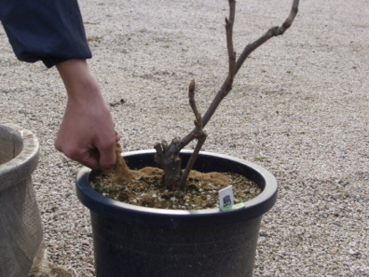 楽天市場 肥料 牡丹用肥料 大学と共同開発した花付きが良くなる肥料 由志園 楽天市場店