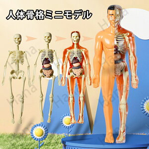 l̍i͌^ l̉Uwf l̍ifiW{ ғ  X^h  35cm 1/5 f zCgmߋ p p̍inUw iW{ l̖͌^ ifXP