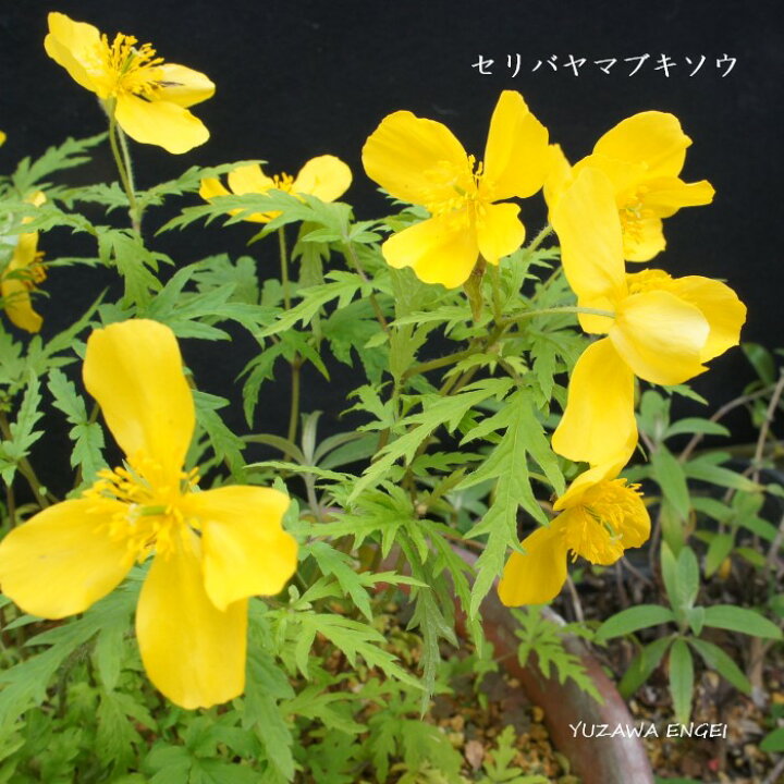 楽天市場 山野草 セリバヤマブキソウ 湯沢園芸 楽天市場店 楽天市場 山野草 セリバヤマブキソウ 湯沢園芸 楽天市場店