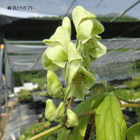楽天市場 トリカブト 花の通販