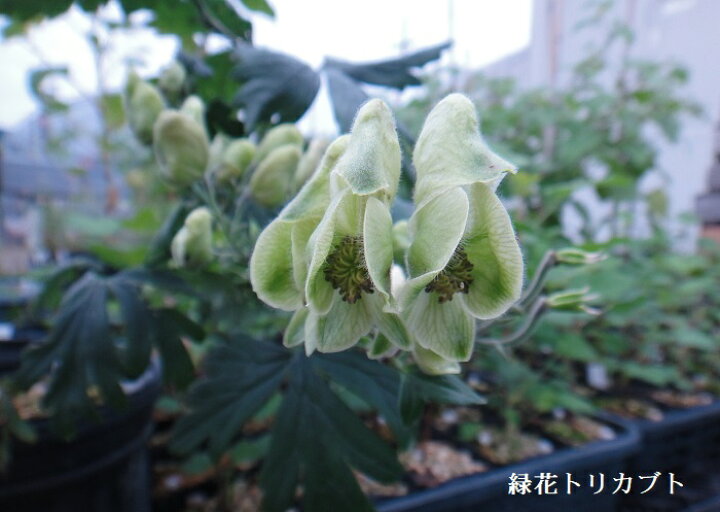 楽天市場 山野草 緑花トリカブト 湯沢園芸 楽天市場店