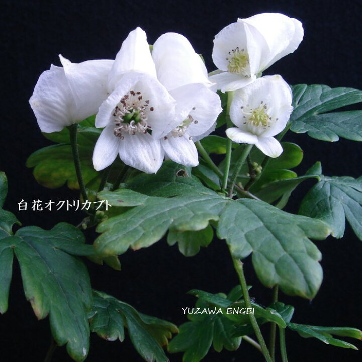 楽天市場 山野草 白花オクトリカブト 湯沢園芸 楽天市場店 楽天市場 山野草 白花オクトリカブト 湯沢園芸 楽天市場店