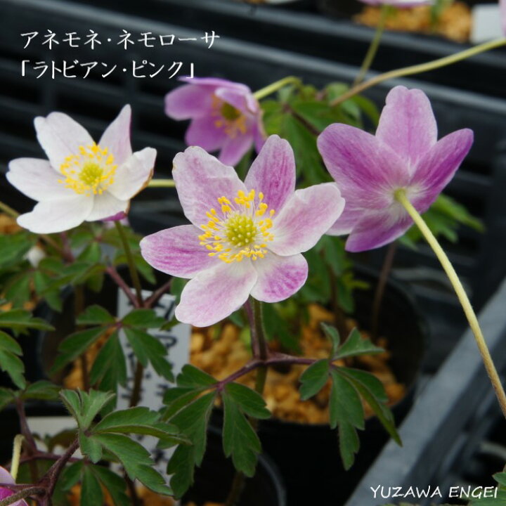 楽天市場 山野草 アネモネ ネモローサ ラトビアン ピンク 湯沢園芸 楽天市場店