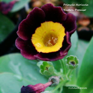 mR쑐n vEI[LuC[X^Ev~Xv