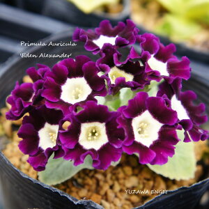 mR쑐n vEI[LuGfEANT_[v