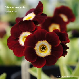 楽天市場 プリムラ 花 観葉植物 花 ガーデン Diy の通販