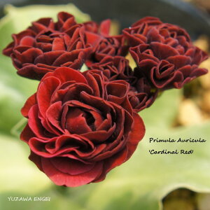 mR쑐n vEI[LuJ[fBiEbhv