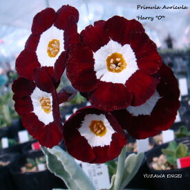 楽天市場 プリムラ 花 観葉植物 花 ガーデン Diy の通販 楽天市場 プリムラ 花 観葉植物 花 ガーデン Diy の通販