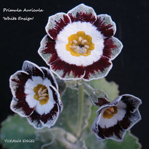 mR쑐n vEI[LuzCgEGTCv