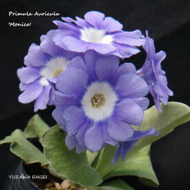 楽天市場 プリムラ 花 観葉植物 花 ガーデン Diy の通販