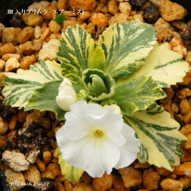 楽天市場 山野草 斑入りの通販