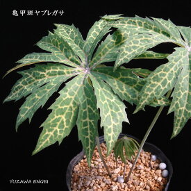 楽天市場 ヤブレガサ 花 ガーデン Diy の通販