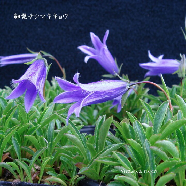 楽天市場 山野草 細葉チシマギキョウ 湯沢園芸 楽天市場店