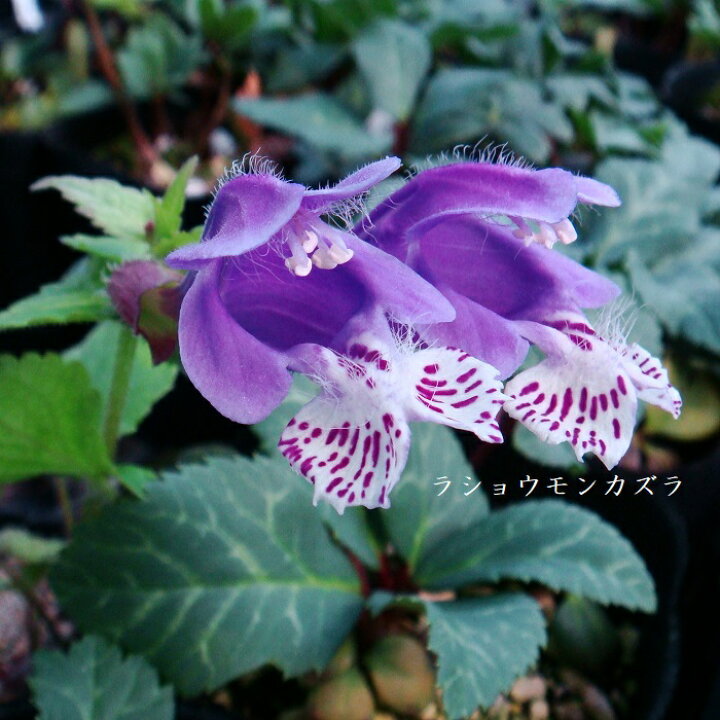 楽天市場 山野草 ラショウモンカズラ 湯沢園芸 楽天市場店 楽天市場 山野草 ラショウモンカズラ 湯沢園芸 楽天市場店