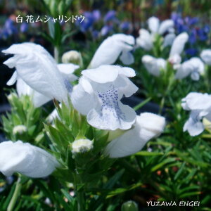 �m�R�쑐�n ���ԃ��V�������h�E