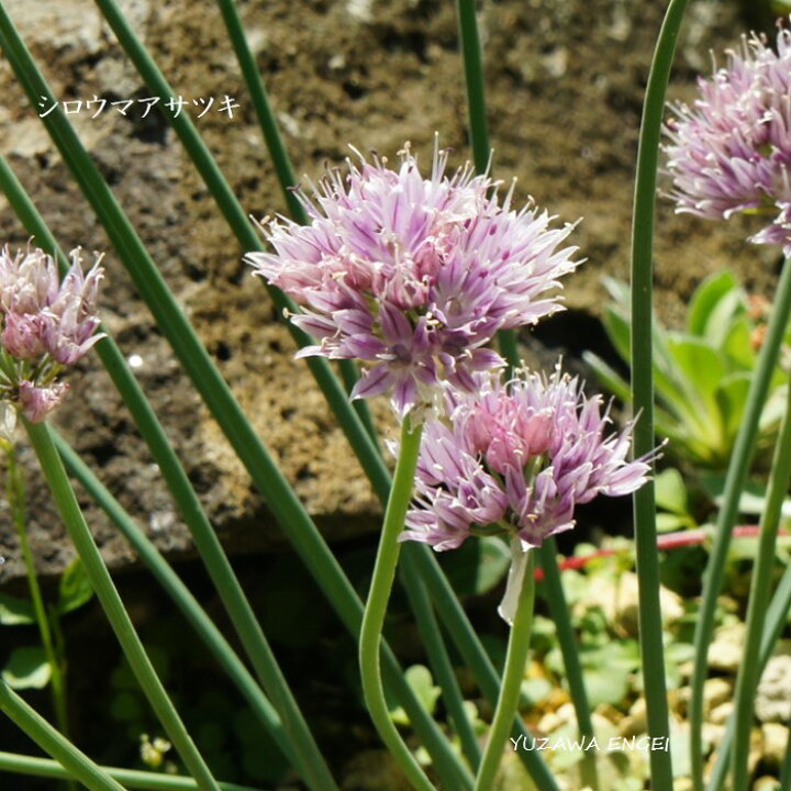 楽天市場 山野草 シロウマアサツキ 湯沢園芸 楽天市場店