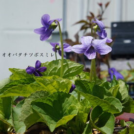 楽天市場 スミレ 苗の通販