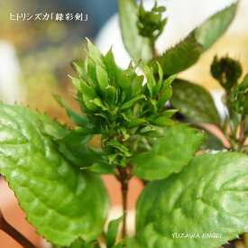 楽天市場 ヒトリシズカ 花 ガーデン Diy の通販