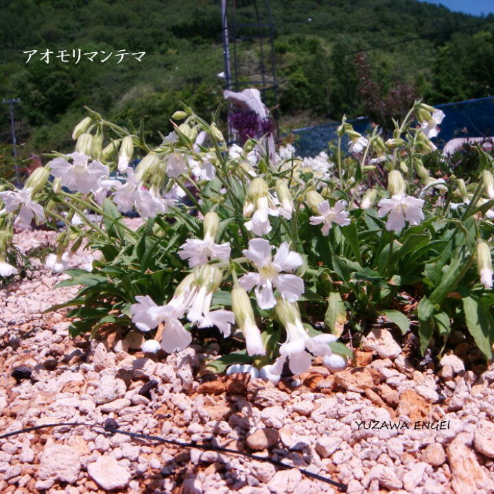 楽天市場 山野草 アオモリマンテマ 湯沢園芸 楽天市場店